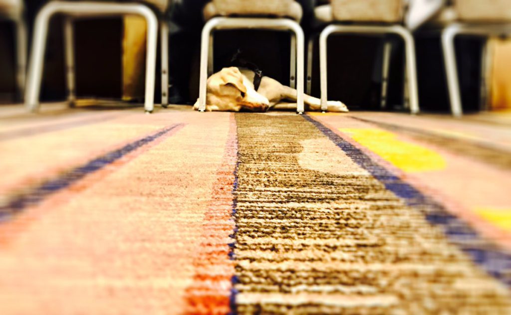 Guide dog asleep under chair