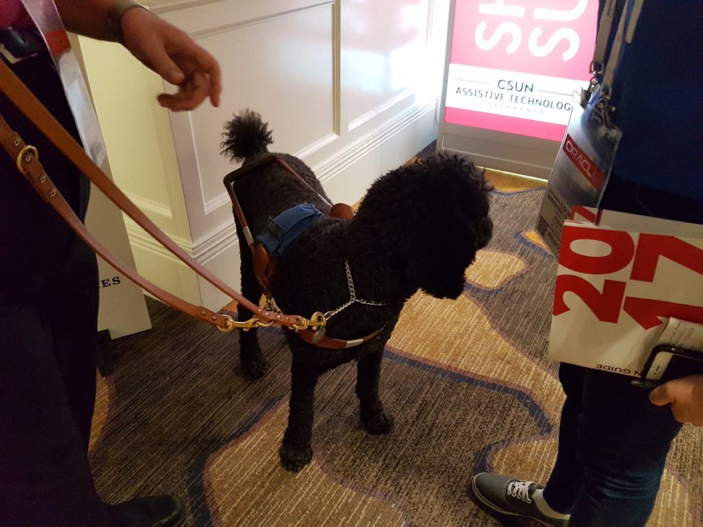 A large black poodle as a guide dog. Sheds less, less alergens