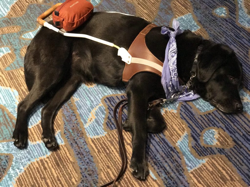 Guide dog lying on floor